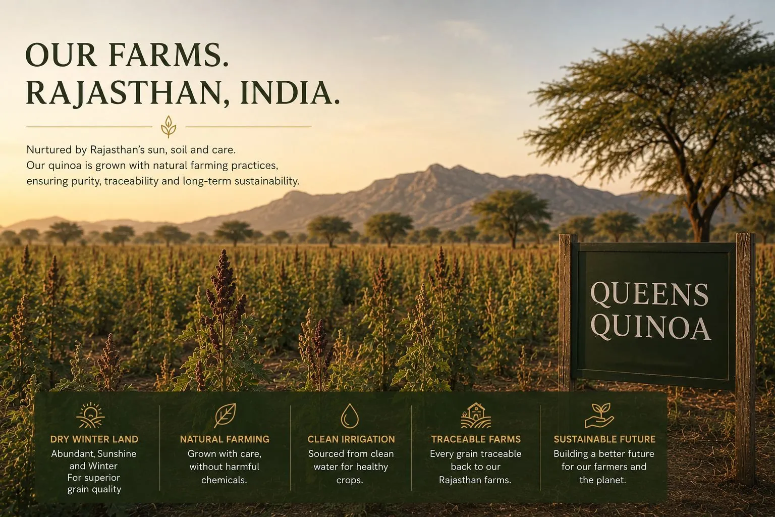 Our farms in Rajasthan, India — quinoa fields at the Queens Quinoa farm, nurtured by natural farming practices ensuring purity, traceability and sustainability