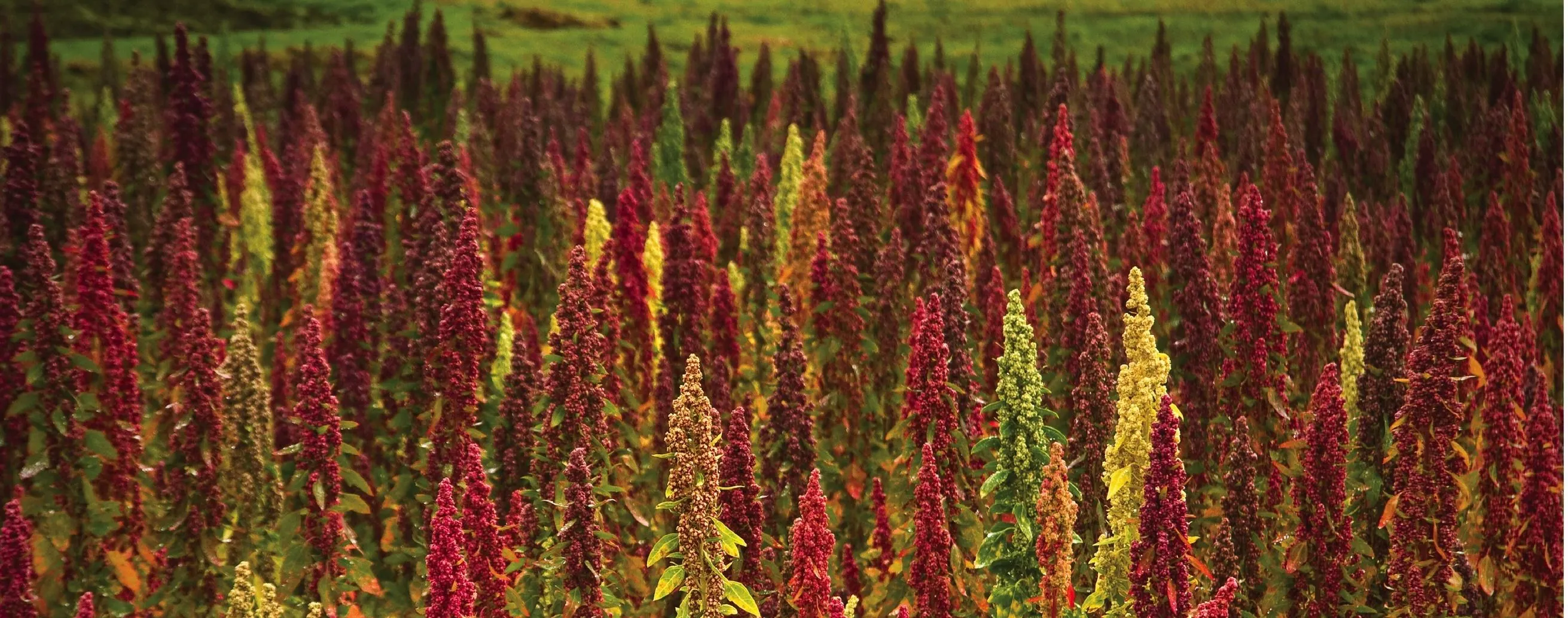 A vivid quinoa field in Rajasthan, showing the natural red, gold and green colour variation of the grain in flower
